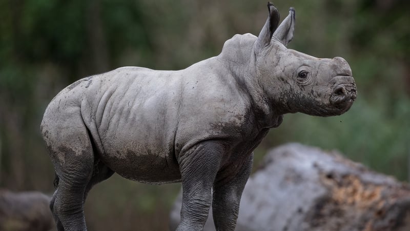 Celebrations are in order at Dublin Zoo.