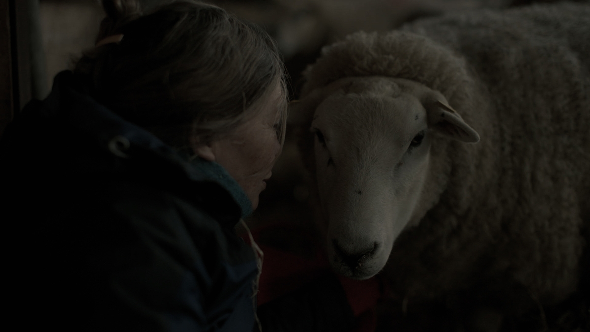 Notes from Sheepland