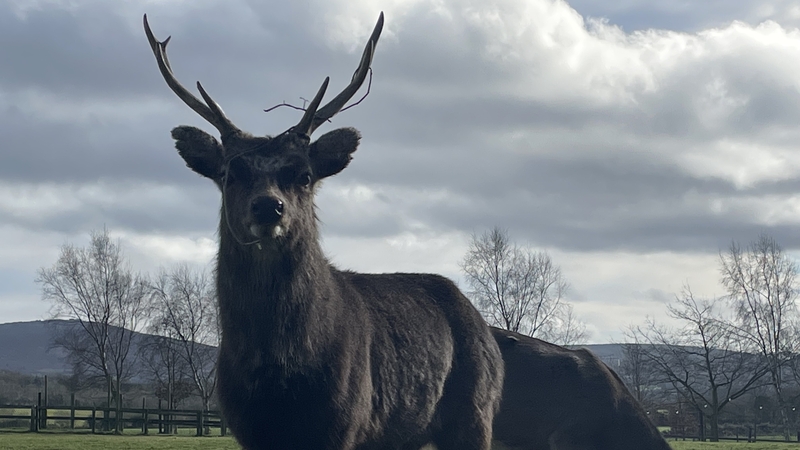 A sika deer stag and doe seen in a field