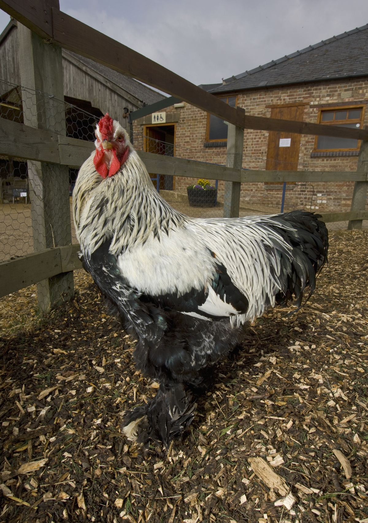 Man dies from massive blood loss after Brahma chicken attack