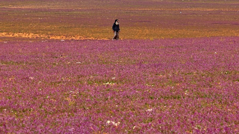 Heavier than usual winter rains has resulted in sands of northern Saudi Arabia being carpeted with purple flowers
