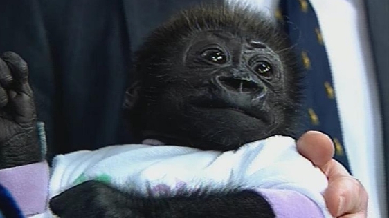 Grace the Gorilla, The Late Late Show (1993)