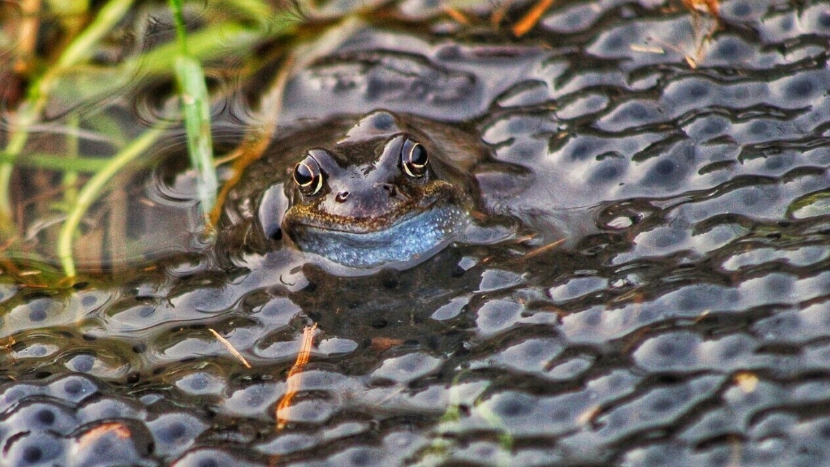 Is it too early for frogspawn?