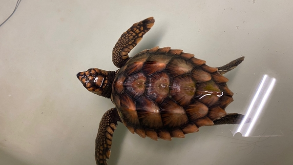 'Cróga' is recovering at Dingle Oceanworld (Pic: Dingle Oceanworld)