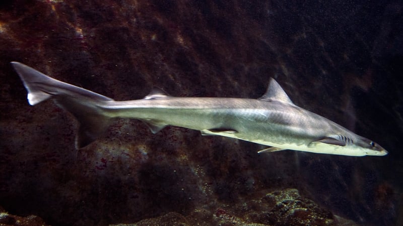 Pieces of 'skin, fat and human flesh' were found inside a school shark near the town of Comodoro Rivadavia (stock image)