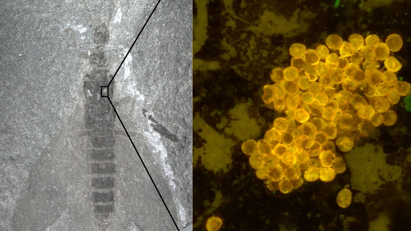 Palaeontologists in Russia discovered fossil remains of ancient earwig-like insects, known as tillyardembiids