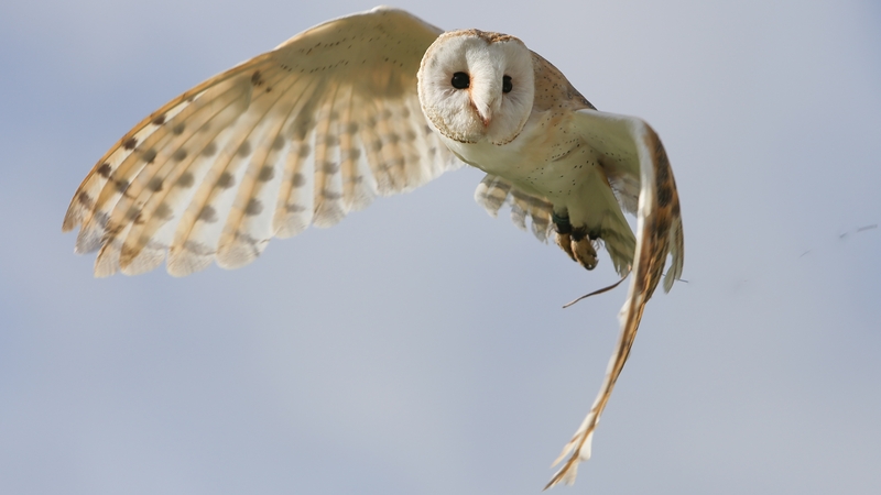 Ulster Wildlife said barn owls were badly affected in 2021, when a wet spring and hot summer resulted in a poor breeding season