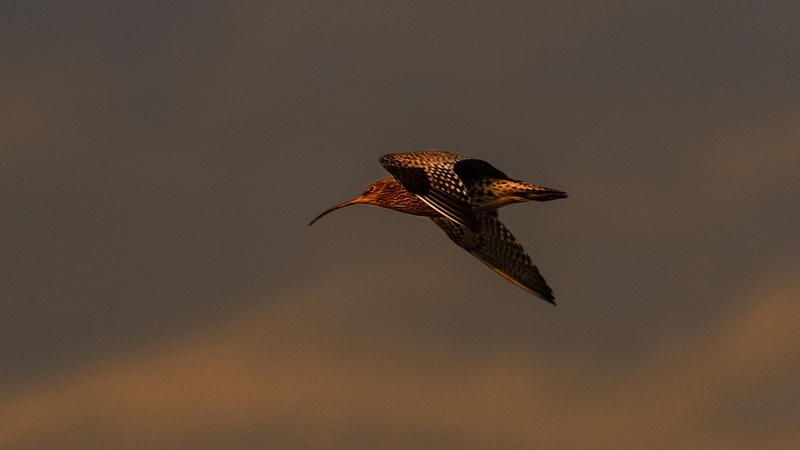 A curlew in flight: 'while curlews would have been abundant during WB Yeats' time, their populations have drastically diminished over the past century'. Photo: Janice Mulligan