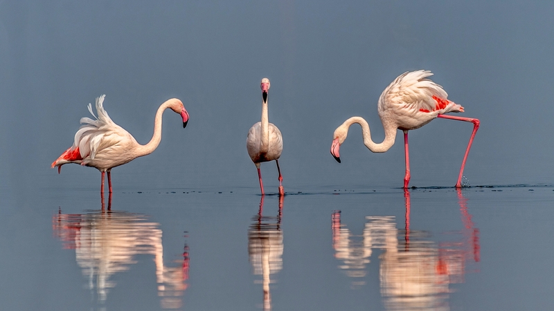 Flamingos tend to spend time with others whose personality is similar to their own