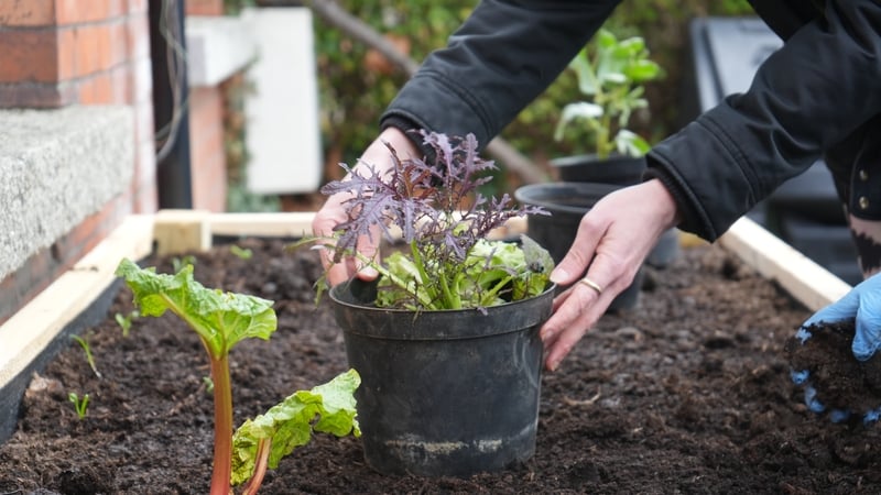 Space to Grow aims to build a more sustainable and inclusive community