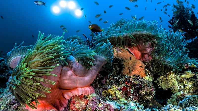 Scientists are scouring the seabed for the next potent cancer treatment or antibiotic