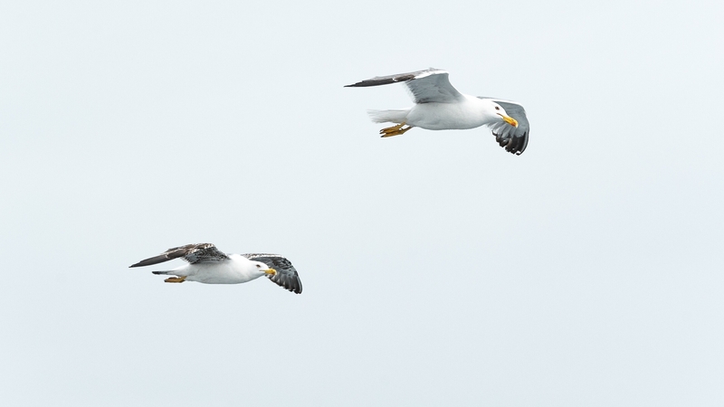 It is thought that seabirds eat the plastic when fishing and then accidentally feed it directly to their chicks