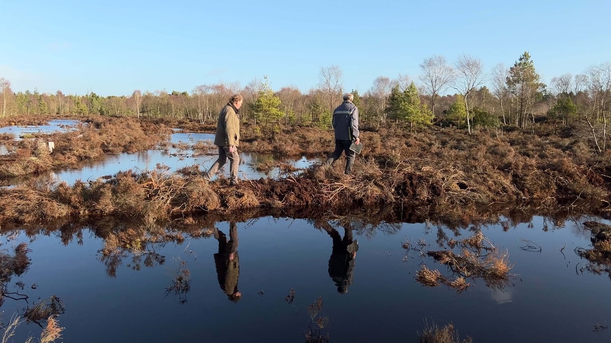 Celebrating the saving of Abbeyleix Bog, 25 years on