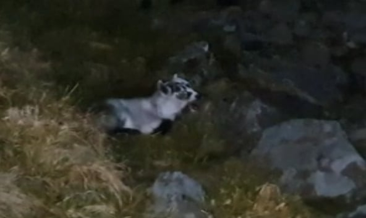 What to do if you find a baby goat