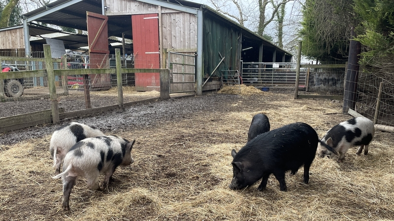 My Lovely Pig Rescue in Co Meath now cares for 150 pigs, up from 50 a year ago