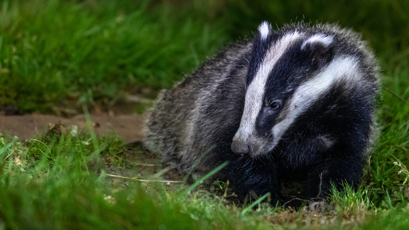 The Department of Agriculture says the plan is to phase out the culling programme