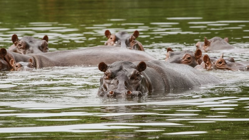 Hippos are seen swimming close to the Magdalena River in Doradal, Colombia