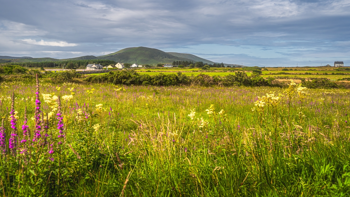 New Year Plant Hunt has revealed a countryside in biological overdrive