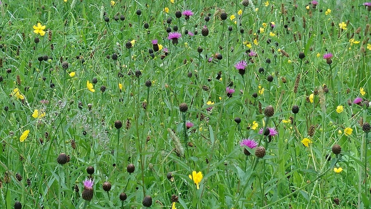 Why have more than half of Britain and Ireland's native plants declined since the 1950s?