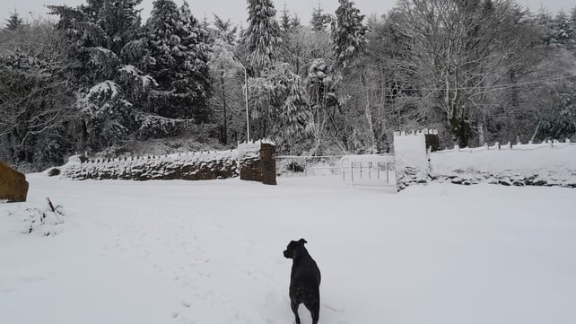 Falls of snow at Glensharrold, Co Limerick (Photo: Siobhan Healy)