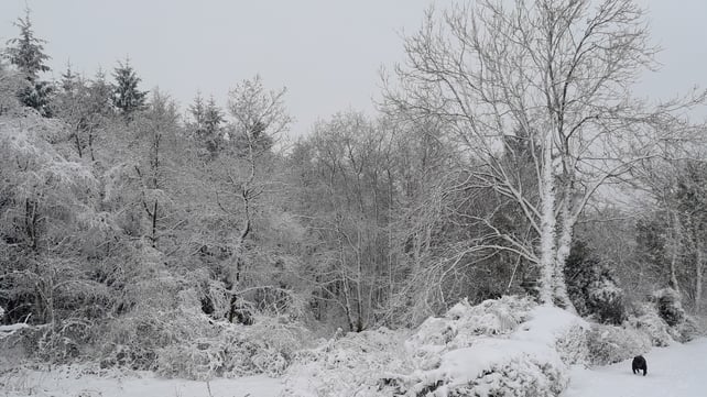 Falls of snow at Glensharrold, Co Limerick (Photo: Siobhan Healy)