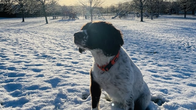 Tom the Springer Spaniel enjoying snow in Sandyford (Photo: Fiona Brough)
