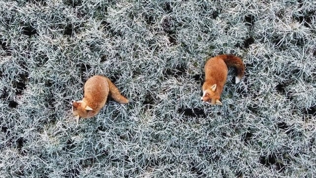Two foxes snapped near Mullagh, Co. Cavan by Jarlath Conefrey