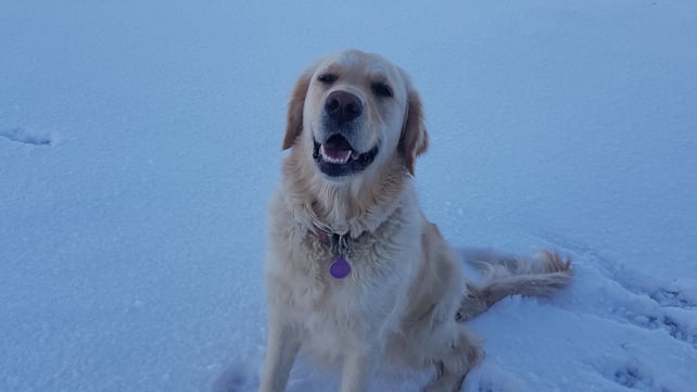 Emer McCullins sent us this photo from Ravensdale, Dundalk, Co Louth