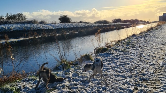 Simon Geraghty's dogs Thomas and Dash playing along the Royal Canal in D7