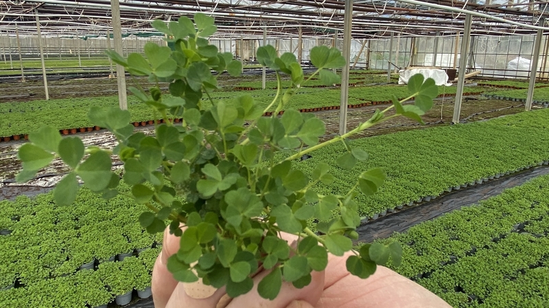 Seamróg Bhaile an Sceilg