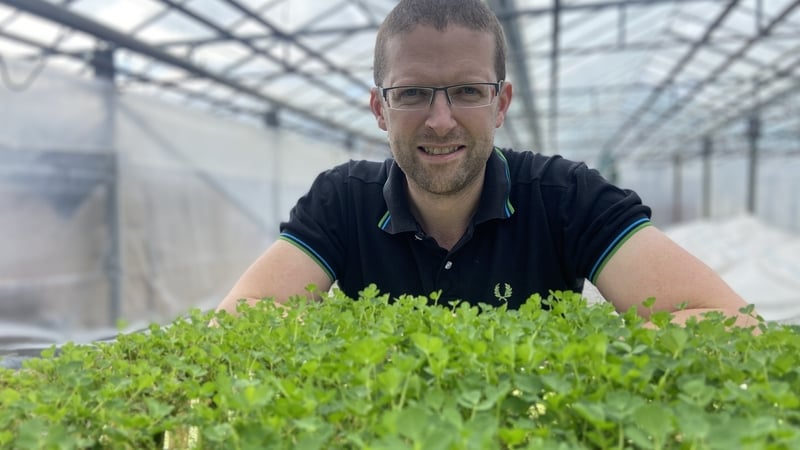 South-west Kerry shamrock farmer Cian Sugrue