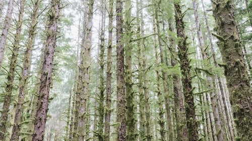 You'd need to plant around 6,000 Croke Parks to get to the Government's target of trees planted on land where there weren't any before. Photo: Getty Images