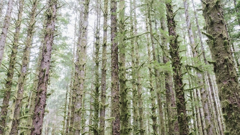 You'd need to plant around 6,000 Croke Parks to get to the Government's target of trees planted on land where there weren't any before. Photo: Getty Images