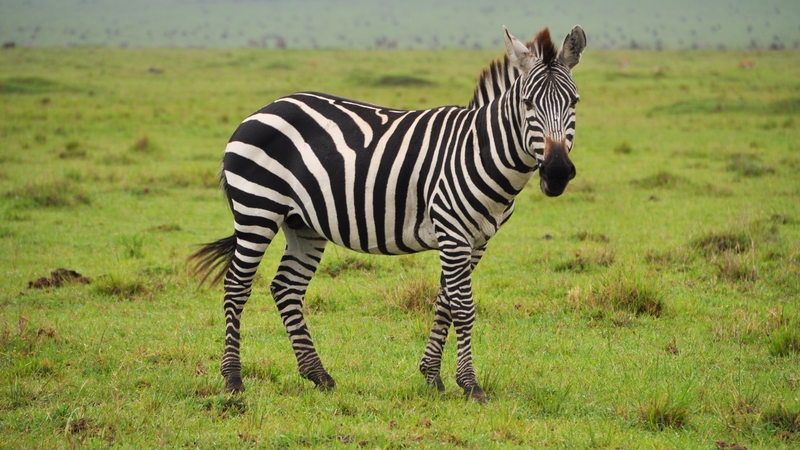 Police said the zebra may have been seeking to protect the female zebras that were seen in the property's field (File image)