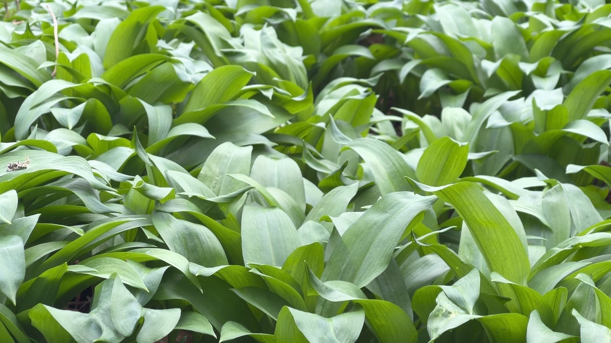 Get out and forage - It's Wild Garlic Season! 