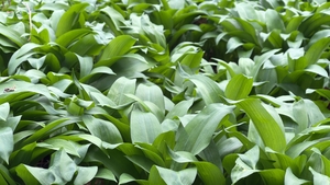 Get out and forage - It's Wild Garlic Season! 