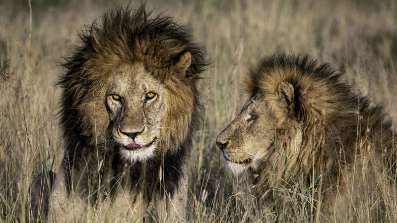 Bob Junior (L) with his brother (R) in the Serengeti in Tanzania