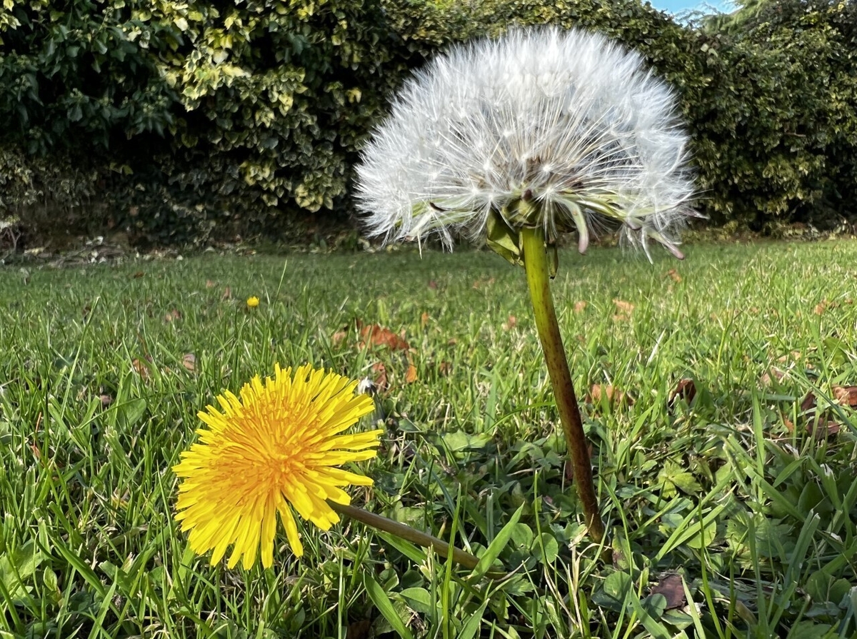 Nature on One 'The Dandelion' Friday 17th March 2023