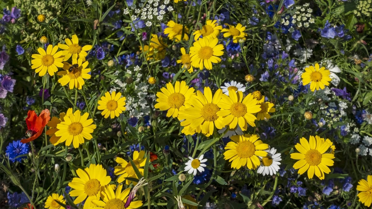 The flora and fauna of Lambay