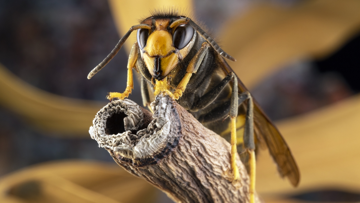 Invasive hornets: quite the buzzkill