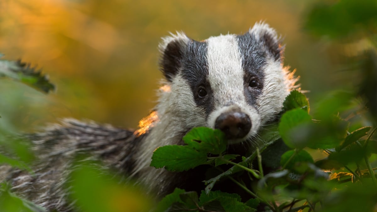 Should we be culling more badgers?