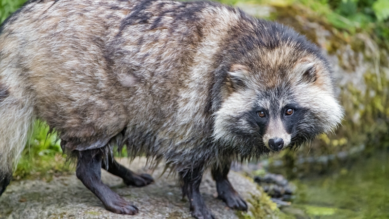 Raccoon dogs, whose closest relatives are foxes, are in particular known to be able to carry and transmit viruses similar to SARS-CoV-2