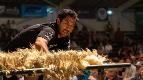 Joel Henare casting a fleece as he competes in the wool handlers section during the Golden Shears International sheep shearing competition