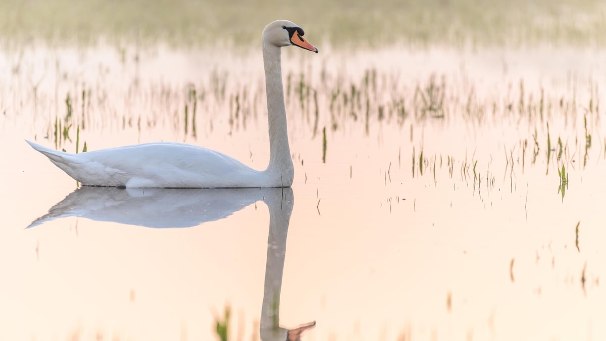 Swanning about: telling Ireland’s swans apart