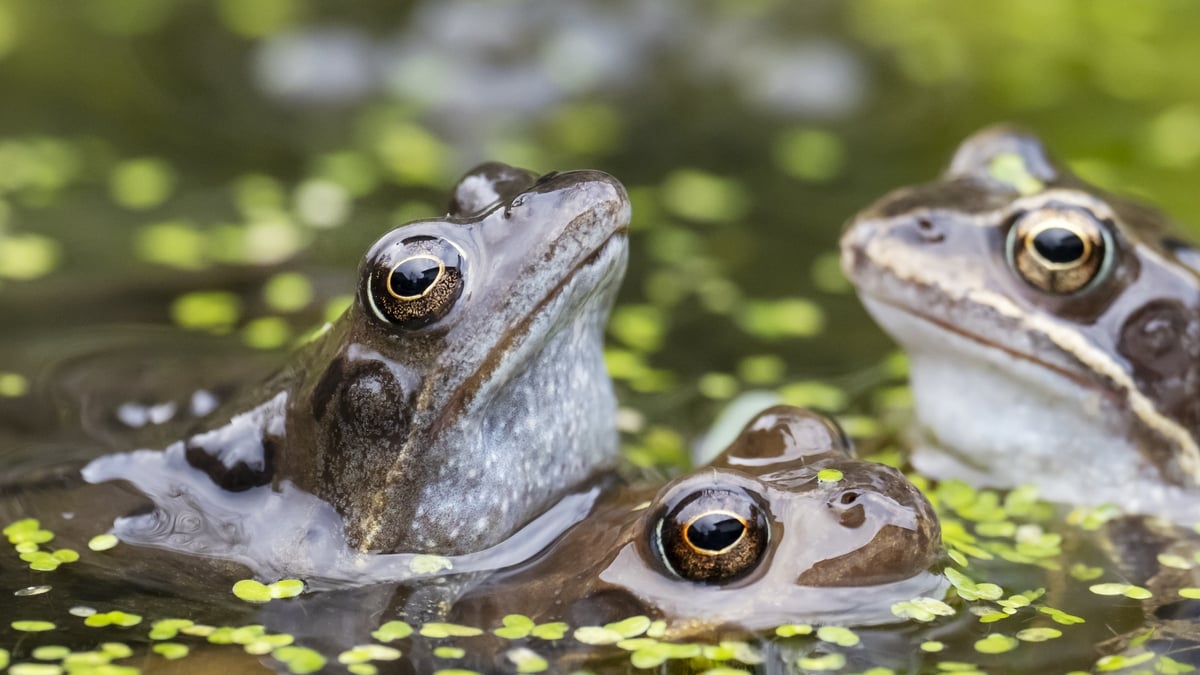 Mooney Goes Wild Monday 10 March 2025