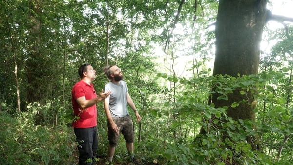 Visit an ancient woodland in County Westmeath