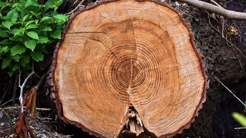 'This research shows how trees can respond to adversity.' Photo: Mabel Amber/Pixabay