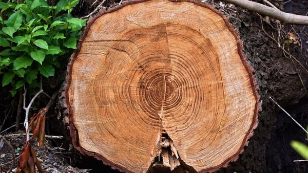 'This research shows how trees can respond to adversity.' Photo: Mabel Amber/Pixabay