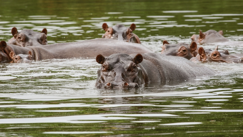 The hippos were declared an invasive species last year