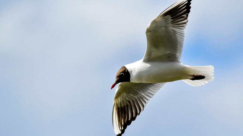 The black-headed gull is a protected species